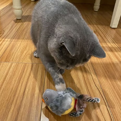 Interaktives Katzenspielzeug mit realistischen Vogelgeräuschen und Federn für Indoor-Jagdspaß