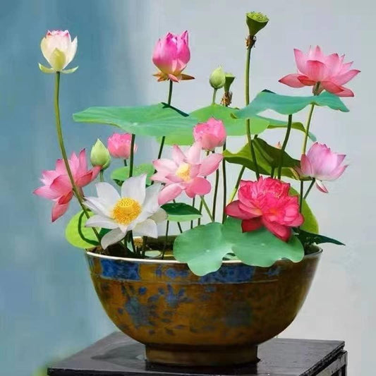 Bonsai-Lotos-Samen – 10 buntsortierte Wasserlotos-Samen für Wassergärten und den Innenbereich