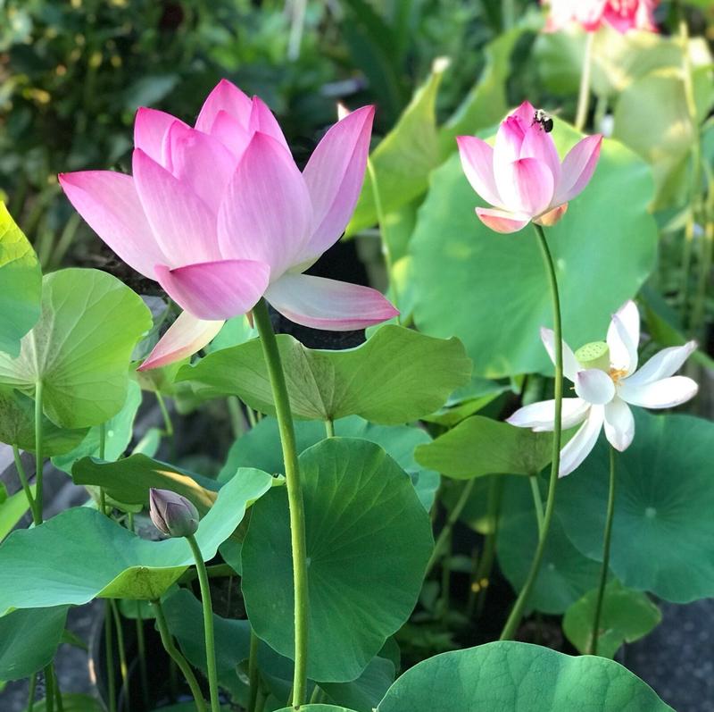 Bonsai-Lotos-Samen – 10 buntsortierte Wasserlotos-Samen für Wassergärten und den Innenbereich