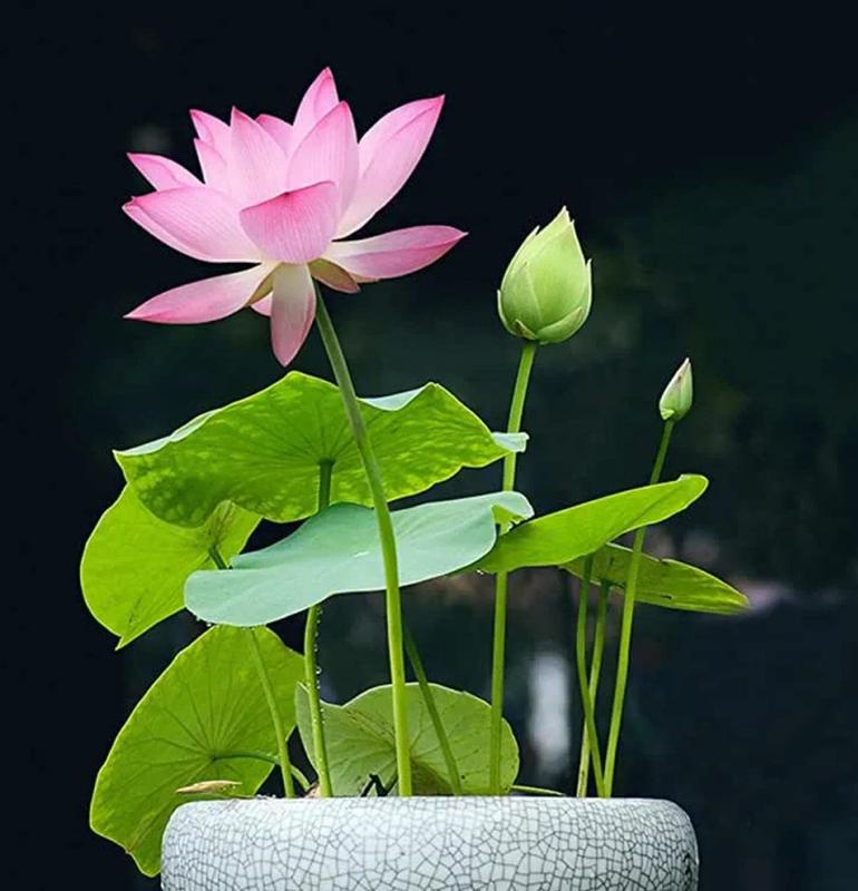 Bonsai-Lotos-Samen – 10 buntsortierte Wasserlotos-Samen für Wassergärten und den Innenbereich