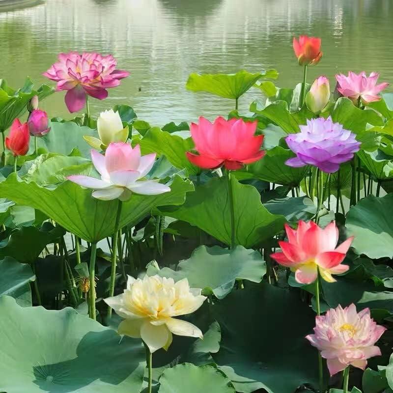 Bonsai-Lotos-Samen – 10 buntsortierte Wasserlotos-Samen für Wassergärten und den Innenbereich