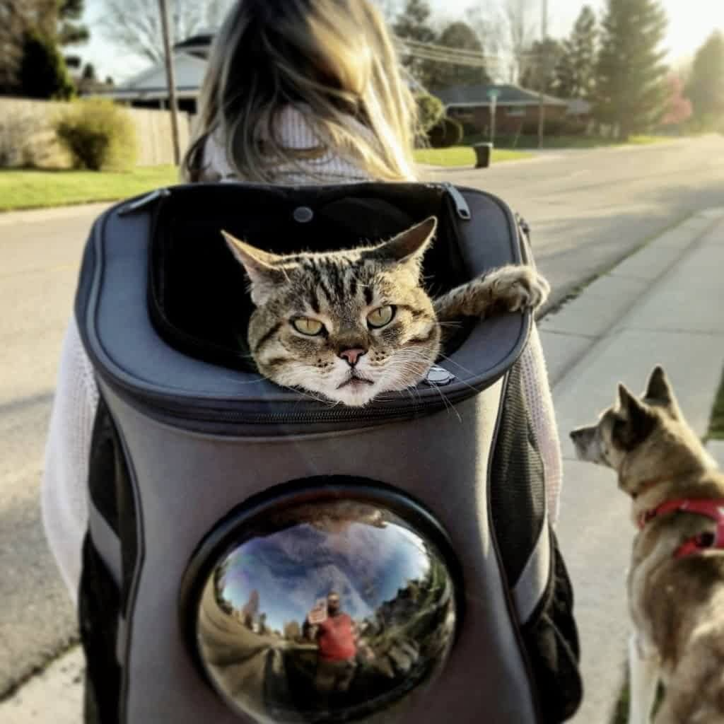 Großer Katzen-Reiserucksack mit Bullauge