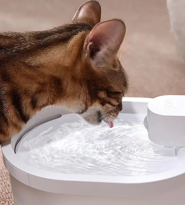 Smarter Katzentrinkbrunnen mit Sensor