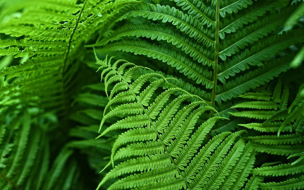 UV-beständiger, naturgetreuer künstlicher Schwertfarn – perfekt für die Außendekoration